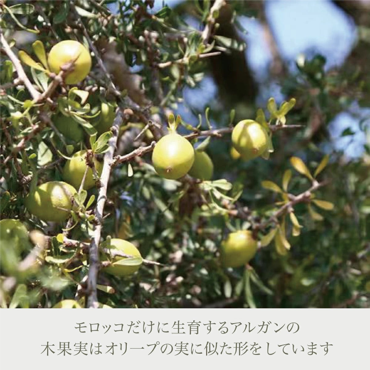 ナイアード アルガンオイル - FVC株式会社